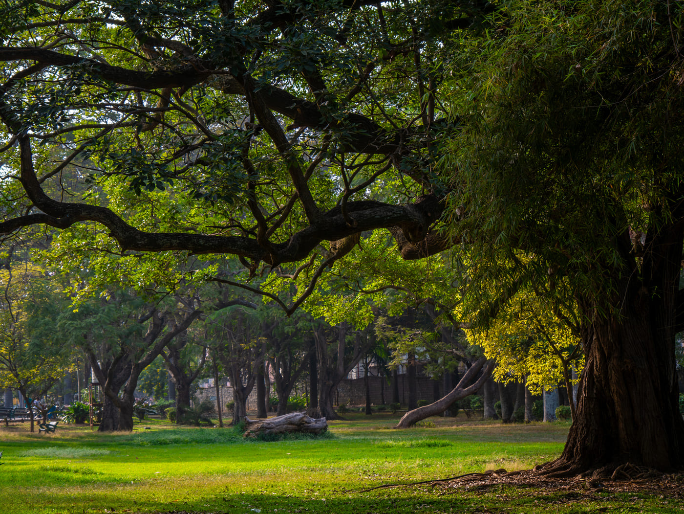 vist Cubbon Park from Domlur as you stay at Ramada Encore Bangalore Domlur